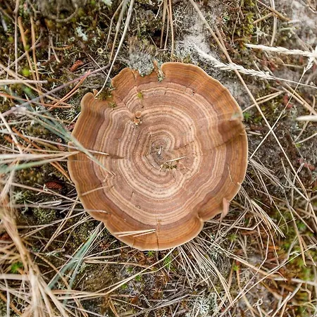 Keke - 2-5km From The Sea By Interhome Hébergement de vacances Bolilmark