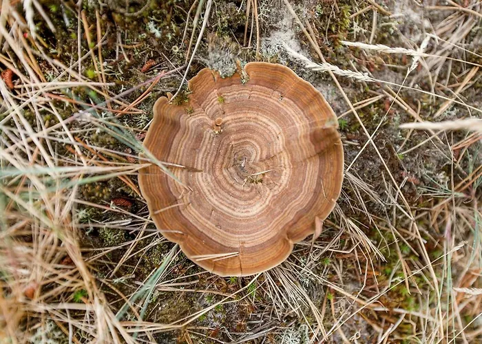 Keke - 2-5km From The Sea By Interhome Feriehus Bolilmark